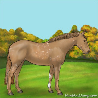 Horse Color:Chestnut Snowflake Varnish  and Chestnut 