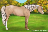Horse Color:Silver Buckskin Pearl 