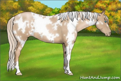 Horse Color:White Spotted Chocolate Palomino Pearl 