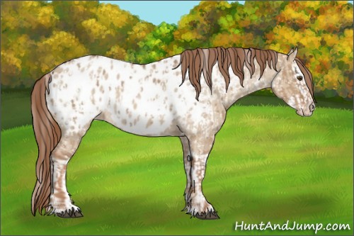 Horse Color:Red Dun Appaloosa  and Red Dun Splash Appaloosa 