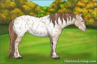Horse Color:Red Dun Appaloosa  and Red Dun Splash Appaloosa 