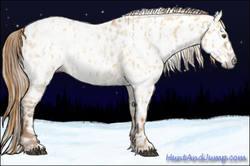 Horse Color:Red Dun Leopard  and Gray Red Dun Leopard 