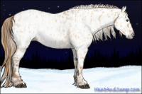 Horse Color:Red Dun Leopard  and Gray Red Dun Leopard 