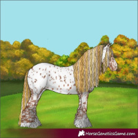 Horse Color:Painted Chestnut Appaloosa and Chestnut Appaloosa