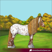 Horse Color:Painted Chestnut Near Leopard  and Chestnut Near Leopard 