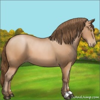 Horse Color:Bay Pearl