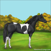 Horse Color:Black Tobiano 