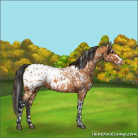 Horse Color:Bay Appaloosa  and Bay Appaloosa 