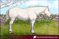 Horse Color:Buckskin Appaloosa  and Buckskin Frame Appaloosa 
