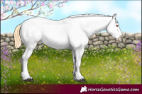Horse Color:Buckskin Appaloosa  and Buckskin Frame Appaloosa 