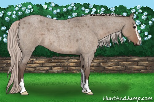 Horse Color:Silver Grullo Roan Sabino 