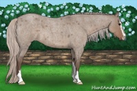 Horse Color:Silver Grullo Roan Sabino 