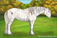 Horse Color:Chocolate Palomino Pearl Sabino Appaloosa Rabicano and Chocolate Palomino Pearl Sabino Splash Appaloosa Rabicano