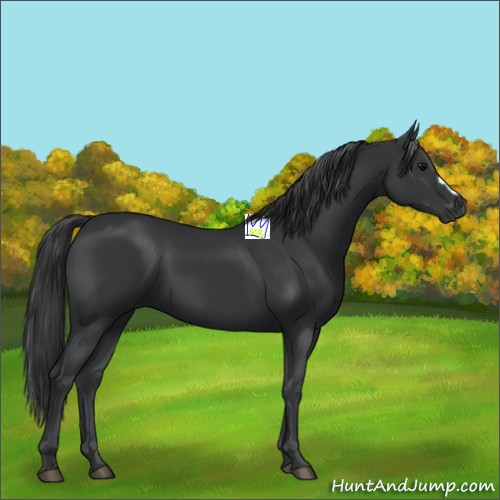 Horse Color:Black 