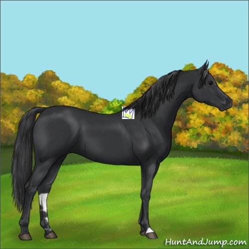 Horse Color:Black 