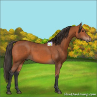 Horse Color:Bay 
