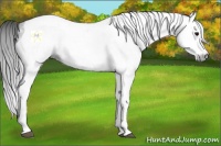 Horse Color:Gray Black Splash Tobiano 