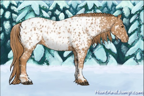 Horse Color:Chestnut Appaloosa  and White Spotted Chestnut Appaloosa 