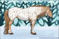 Horse Color:Chestnut Near Leopard  and White Spotted Chestnut Near Leopard 