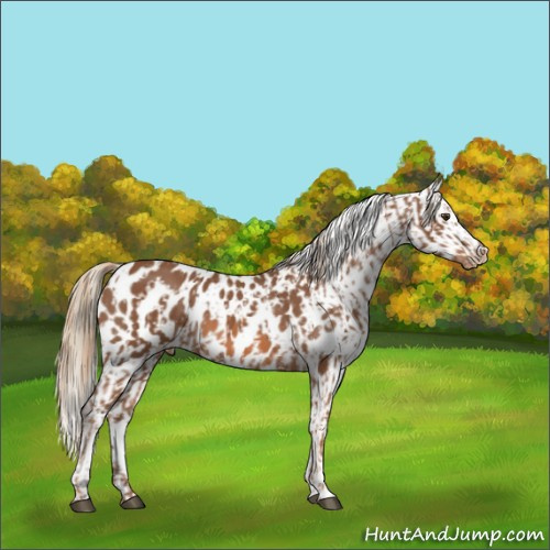 Horse Color:Chestnut Near Leopard  and Chestnut Near Leopard 