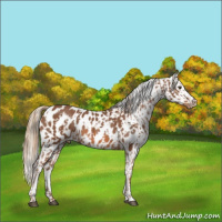 Horse Color:Chestnut Near Leopard  and Chestnut Near Leopard 