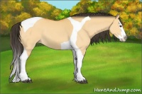 Horse Color:Buckskin Dun Splash Tobiano