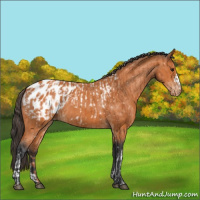 Horse Color:Bay Appaloosa  and Bay Appaloosa 