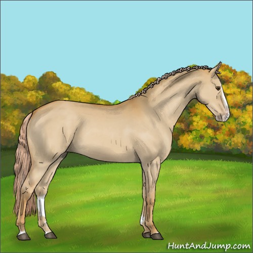 Horse Color:Palomino Dun Splash 
