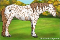 Horse Color:Chestnut Appaloosa and Chestnut Appaloosa