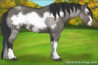 Horse Color:Grullo Roan Sabino Splash  and Grullo Roan Sabino Splash Frame 