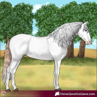 Horse Color:Bay Near Leopard  and Bay Near Leopard 