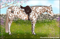 Horse Color:Chestnut Appaloosa  and Chestnut Appaloosa 