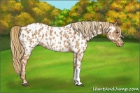 Horse Color:Chestnut Appaloosa  and Chestnut Appaloosa 