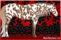 Horse Color:Chestnut Appaloosa  and Chestnut Splash Appaloosa 