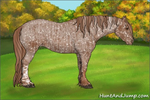 Horse Color:Chestnut Appaloosa  and Red Roan Appaloosa 