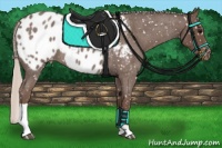Horse Color:Silver Blue Roan Tobiano Appaloosa 