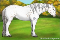Horse Color:Bay Appaloosa and Bay Appaloosa