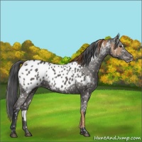 Horse Color:Chestnut Appaloosa  and Black Appaloosa 