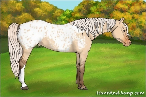 Horse Color:Silver Bay Dun Appaloosa 