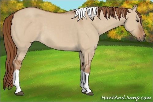 Horse Color:Red Dun Tobiano 