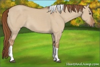 Horse Color:Red Dun Tobiano