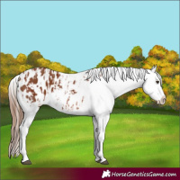 Horse Color:Chestnut Appaloosa  and Chestnut Frame Appaloosa 