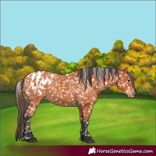 Horse Color:Bay Blanket and Bay Snowflake Varnish