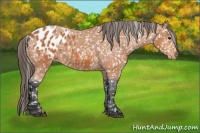 Horse Color:Bay Appaloosa and Bay Appaloosa