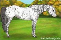 Horse Color:Grullo Appaloosa  and White Spotted Grullo Appaloosa 