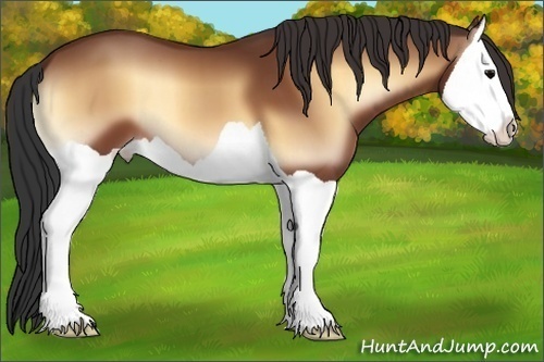 Horse Color:Bay Onyx Splash