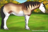Horse Color:Bay Onyx Splash 