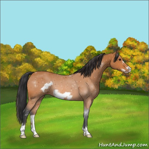 Horse Color:Bay Frame 