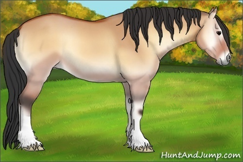 Horse Color:Bay Onyx 