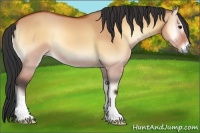Horse Color:Bay Onyx 